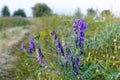 Meadow flowers along the steppe road