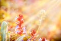 Meadow flowers bathed in sunlight Royalty Free Stock Photo