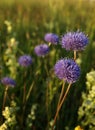 Meadow flowers