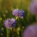 Meadow flowers