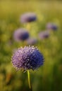 Meadow flowers