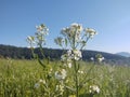 Meadow flowers - beautiful white flowers in the nature. Royalty Free Stock Photo