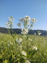 Meadow flowers - beautiful white flowers in the nature. Royalty Free Stock Photo