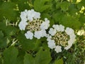 Meadow flowers - beautiful white flowers in the nature. Royalty Free Stock Photo