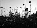 Meadow with flowers in black and white
