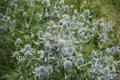 Meadow flowers blue head plant  with a wild wasp collecting nectar sway in the wind in a summer day Royalty Free Stock Photo