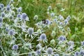 Meadow flowers blue head plant  with a wild wasp collecting nectar sway in the wind in a summer day Royalty Free Stock Photo