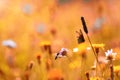 A meadow with flowers and a butterfly and honey bee with sun rays