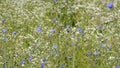 Meadow flowers. Chicory, chamomile. Green grass. Background picture. Royalty Free Stock Photo