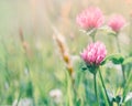 Meadow with flowers of clover Royalty Free Stock Photo