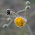 Meadow flowers covered with hoarfrost.