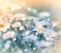 Meadow flowers - daisy Royalty Free Stock Photo