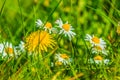 Meadow with flowers of dandelions and daisies