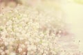 Meadow flowers in early sunny fresh morning. Vintage autumn landscape, Soft and blurry focus photo Royalty Free Stock Photo