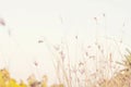 Meadow flowers in the early sunny fresh morning. Vintage autumn landscape, Soft, and blurry focus photo. Royalty Free Stock Photo