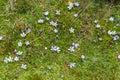 Meadow with flowers in El Cajas National Park. Ecuador