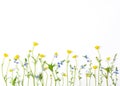Meadow flowers with field buttercups and pansies isolated on white background. Top view. Flat lay.