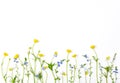 Meadow flowers with field buttercups and pansies isolated on white background. Top view with copy space