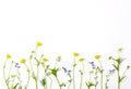 Meadow flowers with field buttercups and pansies isolated on white background. Top view. Flat lay. Royalty Free Stock Photo