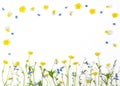 Meadow flowers with field buttercups and pansies isolated on white background. Top view. Flat lay.