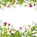Meadow flowers, garden grass, herbs. Floral card, blank. Watercolor frame