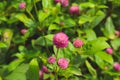 Pink globe amaranth flowers in the garden, close-up. Royalty Free Stock Photo