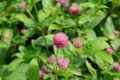 Pink globe amaranth flowers in the garden, close-up. Royalty Free Stock Photo