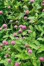 Purple globe amaranth flowers in the garden, close-up. Royalty Free Stock Photo