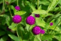 Purple globe amaranth flowers in the garden, close-up. Royalty Free Stock Photo