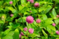 meadow with flowers globe amaranth Royalty Free Stock Photo