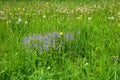 Meadow flowers in Central Russia