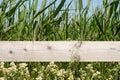 Meadow flowers and green grass near wooden fence with blurred background. Countryside summer and spring nature Royalty Free Stock Photo