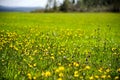 Meadow with flowers