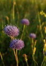 Meadow flowers