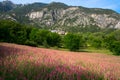 Meadow of flowers