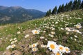 Meadow with flowers and mountain in the background Royalty Free Stock Photo