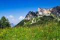 Meadow flowers with mountain range and blue sky in the background. Austrian Alps, Tyrol Royalty Free Stock Photo