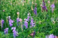 Meadow flowers are pink and blue. Sage, peas, exparcet. Beautiful green grass. Wild nature Royalty Free Stock Photo