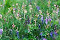 Meadow flowers are pink and blue. Sage, peas, exparcet. Beautiful green grass. Wild nature Royalty Free Stock Photo