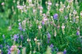 Meadow flowers are pink and blue. Sage, peas, exparcet. Beautiful green grass. Wild nature Royalty Free Stock Photo