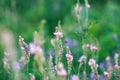 Meadow flowers are pink and blue. Sage, peas, exparcet. Beautiful green grass. Wild nature Royalty Free Stock Photo