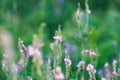 Meadow flowers are pink and blue. Sage, peas, exparcet. Beautiful green grass. Wild nature Royalty Free Stock Photo