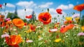 Meadow of flowers. Poppies and flowers against the backdrop of a green lawn. Royalty Free Stock Photo