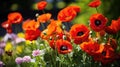 Meadow of flowers. Poppies and flowers against the backdrop of a green lawn. Royalty Free Stock Photo