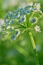 Meadow flowers of Russian nature