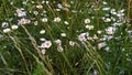 The meadow flowers. Small daisies grow in the grass on the field
