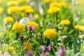 Meadow flowers in spring Royalty Free Stock Photo