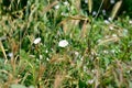 Meadow flowers in the summer