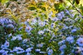 Meadow flowers in the sun