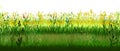 Meadow with flowers. Sunny mood. Blooming forbs. Grass landscape. Isolated vector on white background. Horizontal view. Spring Sum